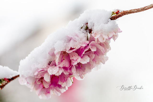 Schnee, Kirschblüten, Frühling, spring, photoart,Dorothe Domke