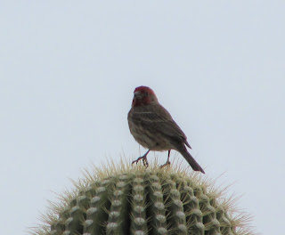 Small Sparrow on Cactus