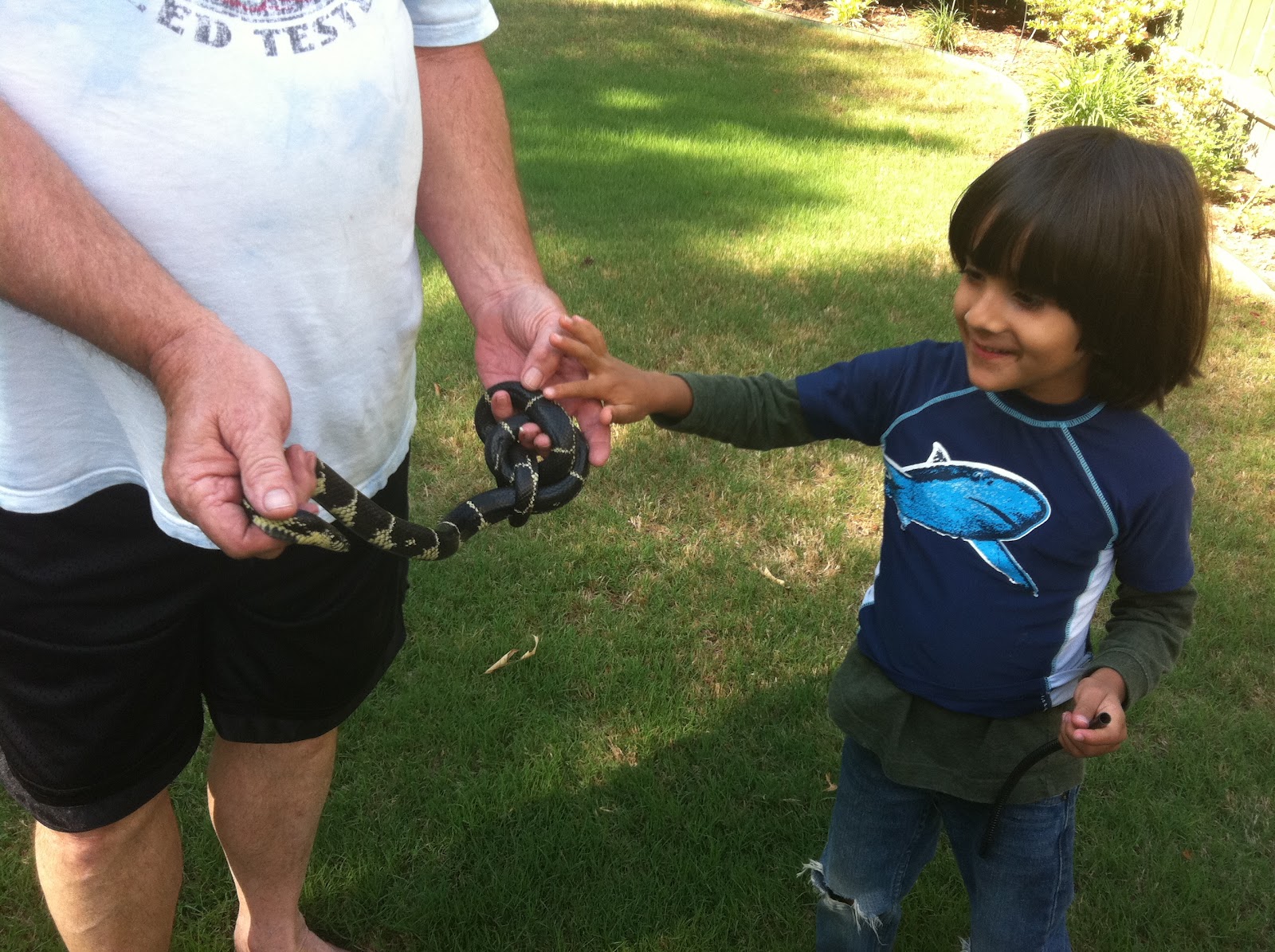 Bella Before and After How to catch a snake in your garden.
