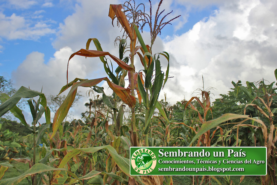 plantas de maíz