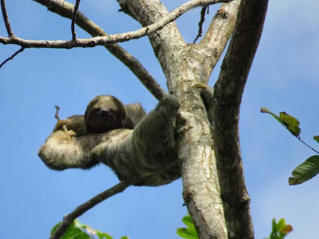 Costa Rica Itinerary: Sloth in a tree