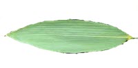 Daun Bambu