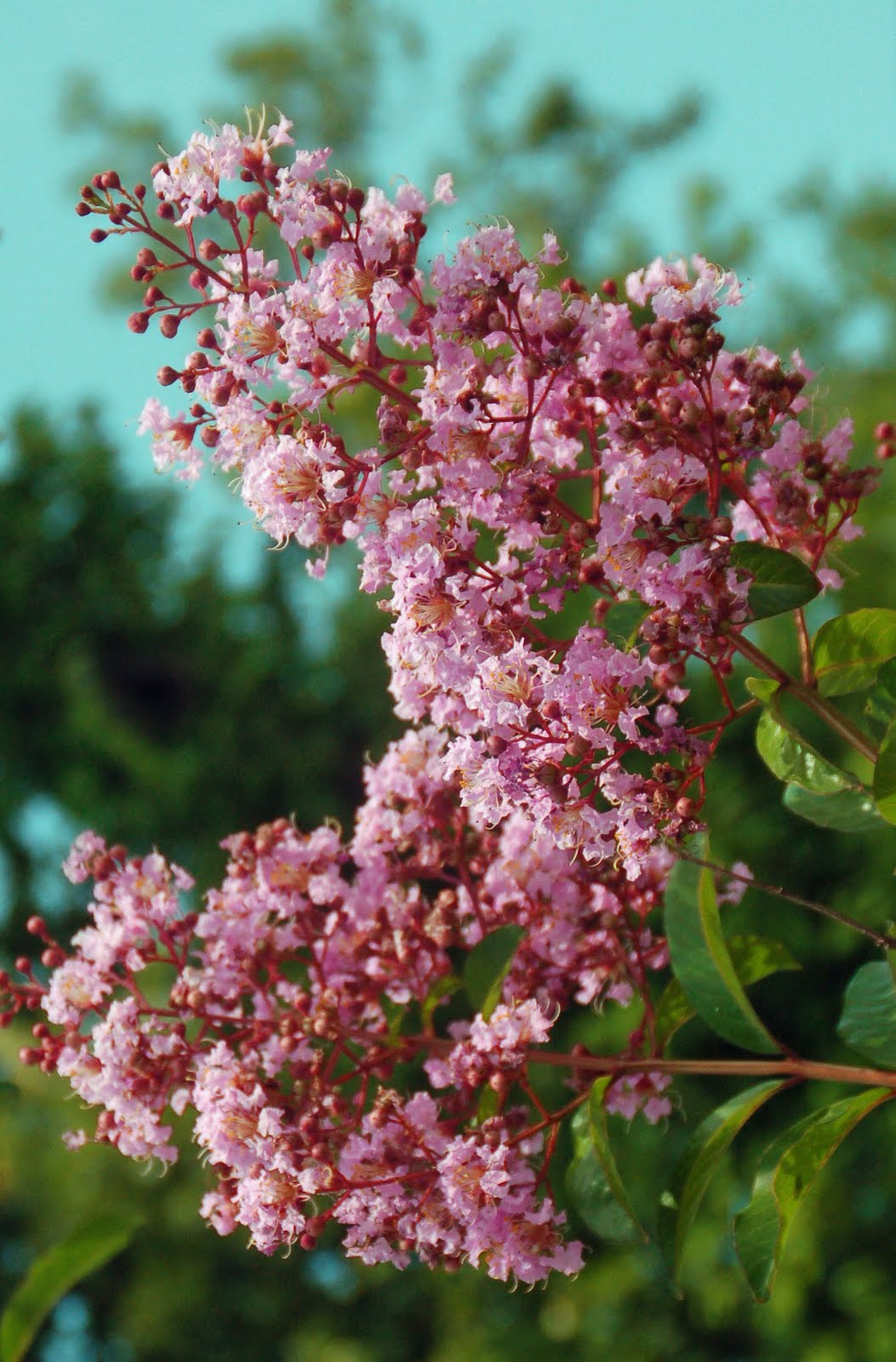 Coward's Corner with Luckie: "TIME HAS COME TO TALK" OF CREPE MYRTLES