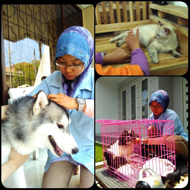 Mau Merintis Bisnis Pet Shop? Ikuti Langkah Berikut Ini