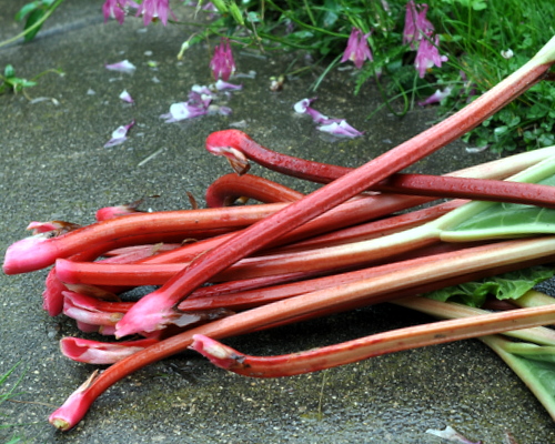 Rhubarb from my own rhubarb patch, recipes ♥ KitchenParade.com.