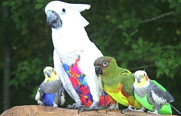 Some Unique and Rare Mutation and Genetically Photography Of Parakeet.