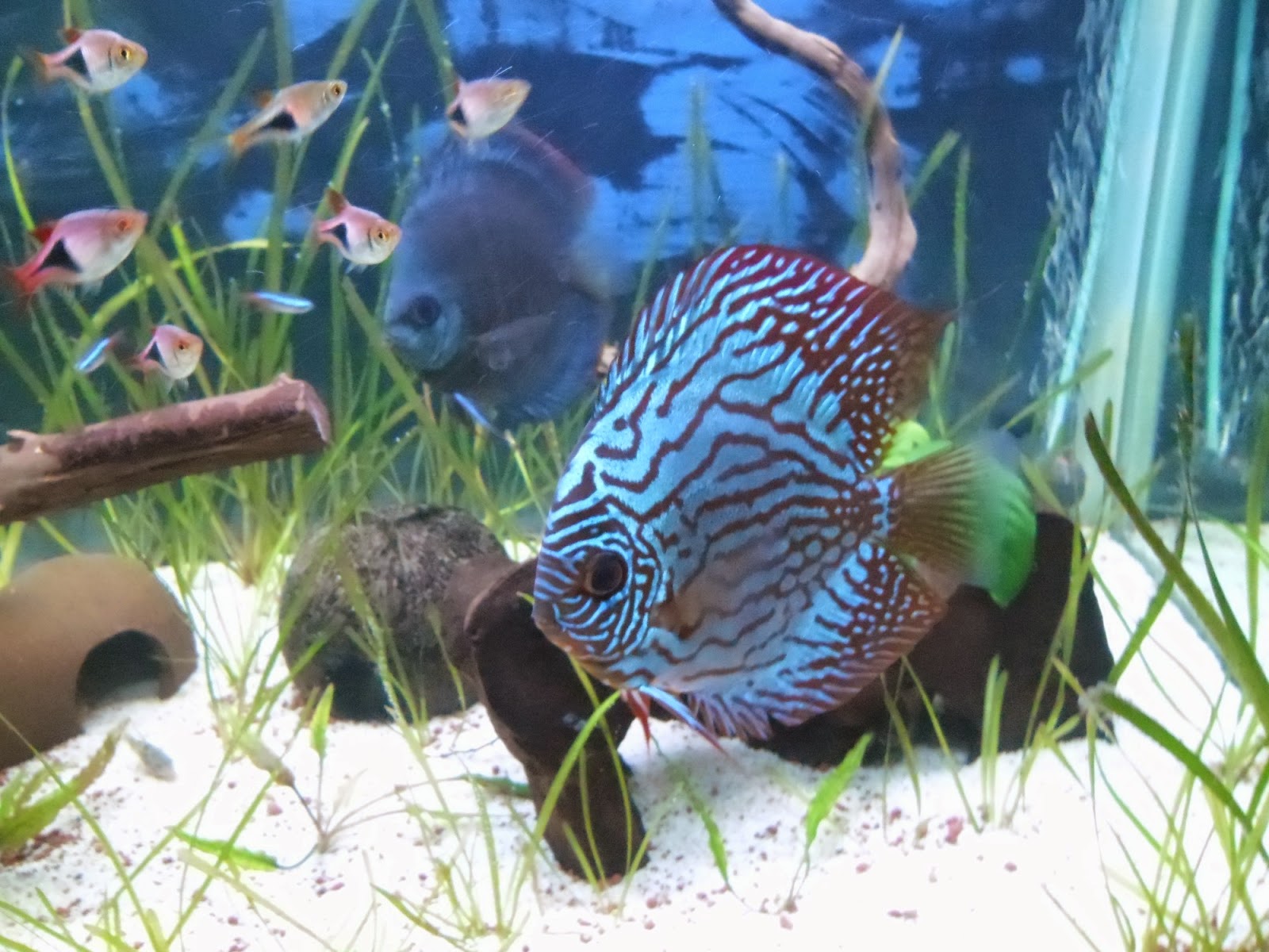 Akvaryum Balık A.V.M.: Discus