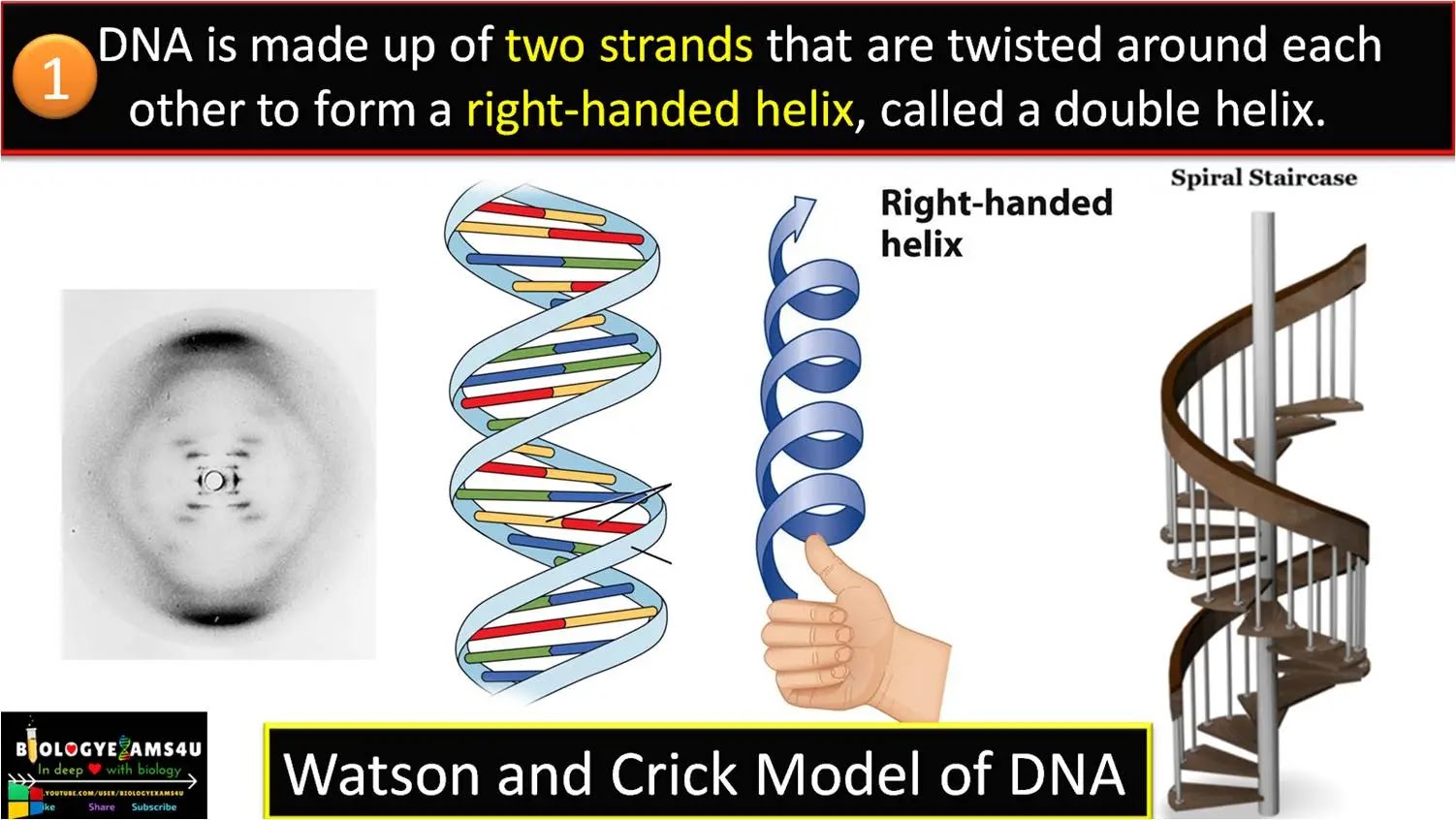 10 Salient Features of DNA Double Helix Model of Watson and Crick (1953)