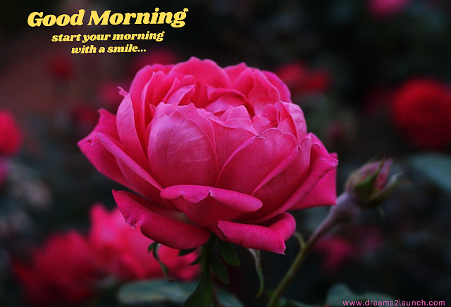 good morning rose