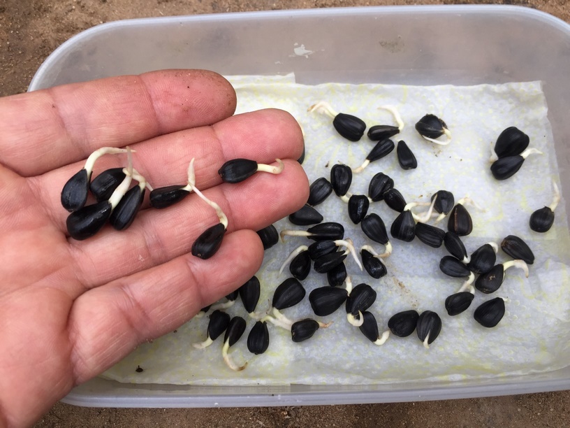 Generally, sunflower seeds should germinate within a week if kept moist at temperatures of 70° to 95°F. Check the seeds daily and as soon as a root emerges you can transplant in single pots or plant directly outdoors .