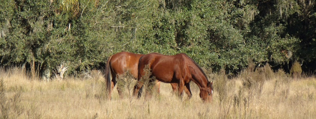 Caballos durante la ruta Caballos durante la ruta