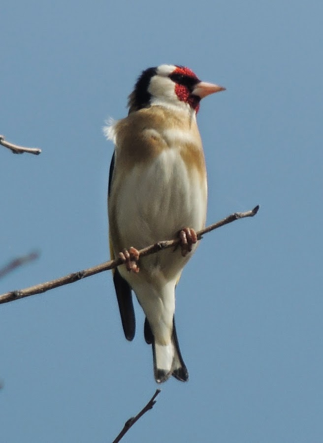 Carduelis carduelis