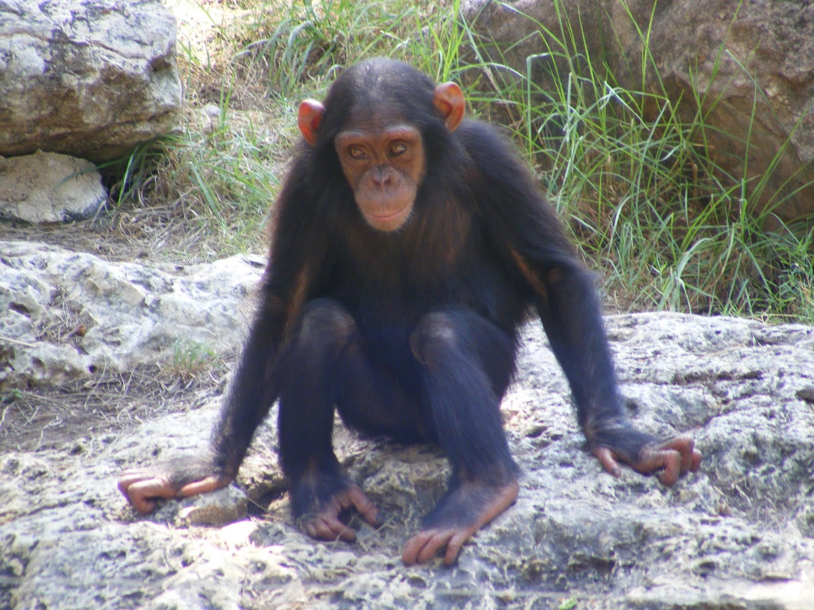 Шимпанзе конечности. Лапа обезьяны.