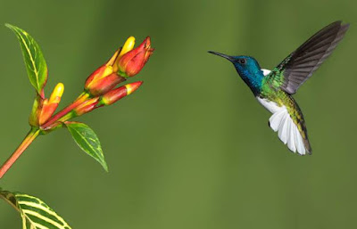 Hummingbird - Animals Beginning With H Hummingbird - Animals Beginning With H