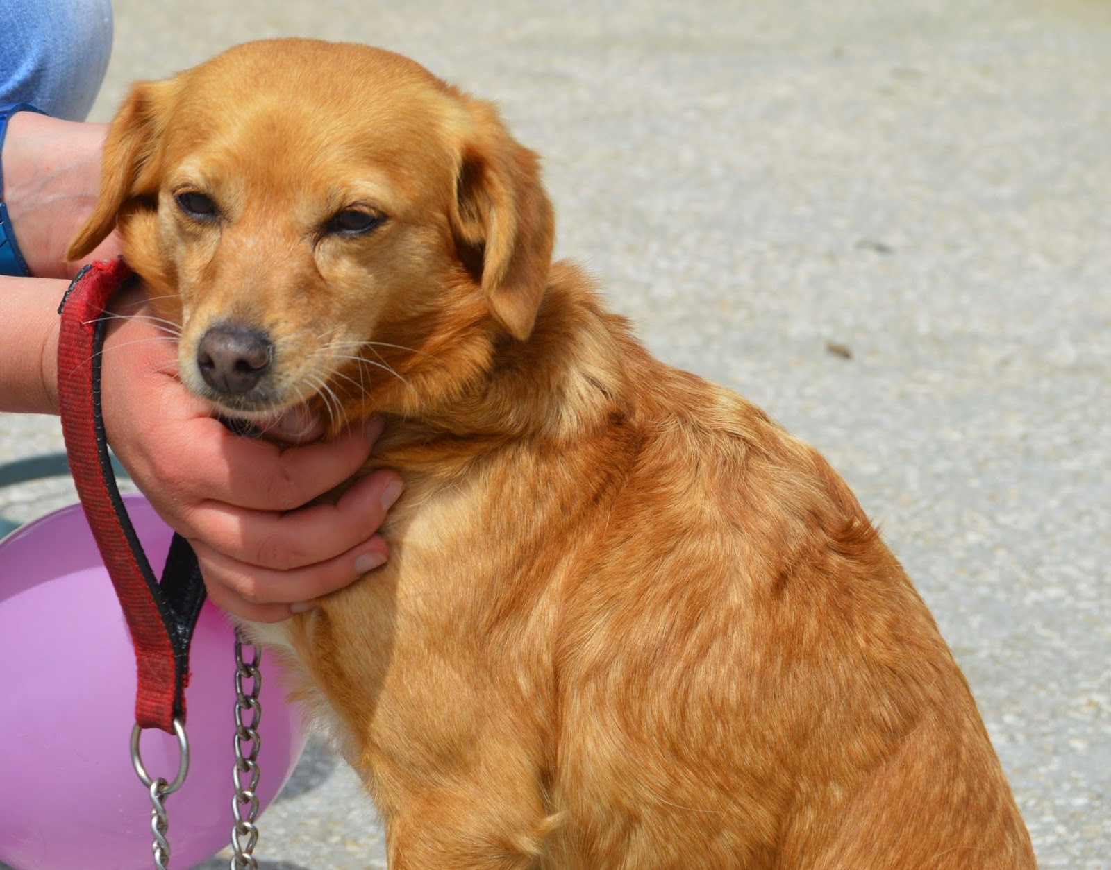 Hunde aus ZentralPortugal adoptieren Betty in der Nähe von Bremerhaven!
