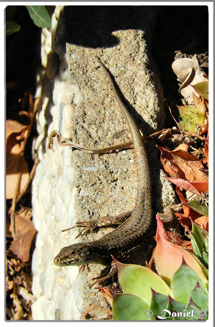 Photos Daniel: Lezard
