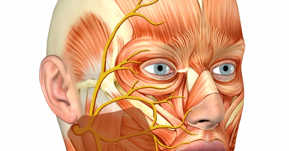 Типичный нервный. Воспаление тройничного лицевого нерва. Тройничный нерв на лице 3d. Лицевая невропатия фото.