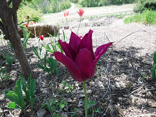 a dark pink tulip in the children's garden at Lauritzen Gardens