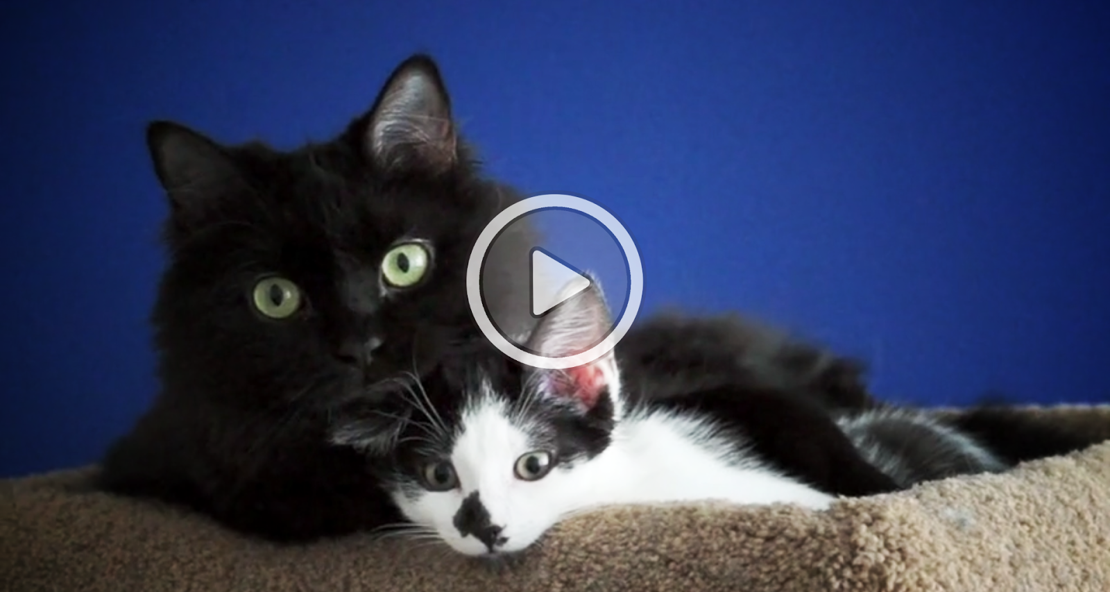 Cat Videos How to introduce two cats to each other ( a cute cat story)