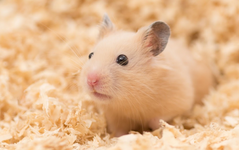 Vet Tips Best Place to Buy a Syrian Hamster