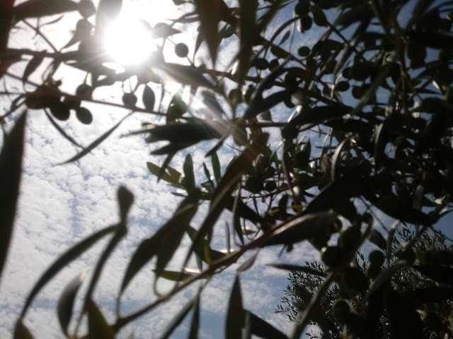 Rayos de sol através de los olivos