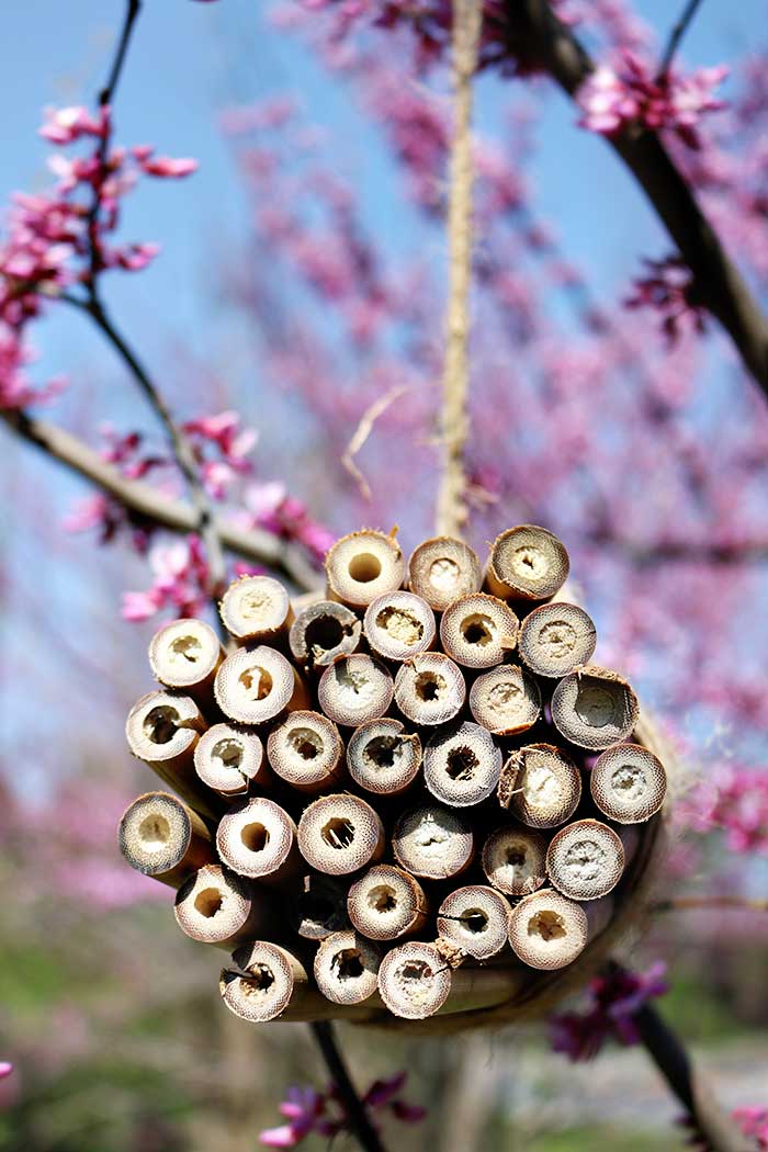 How to Make a Mason Bee House With Bamboo Homesteading in Ohio