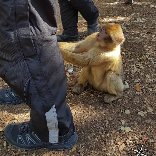 macaco de Berbería