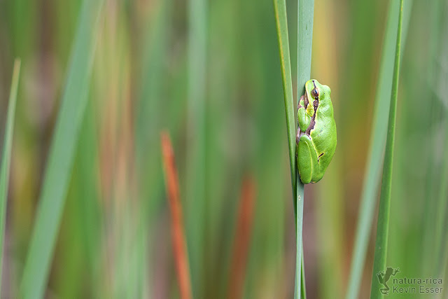 Hyla arborea - European Tree Frog