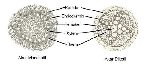 Gambar 12. Struktur anatomi akar monokotil dan dikotil www.zenius.net