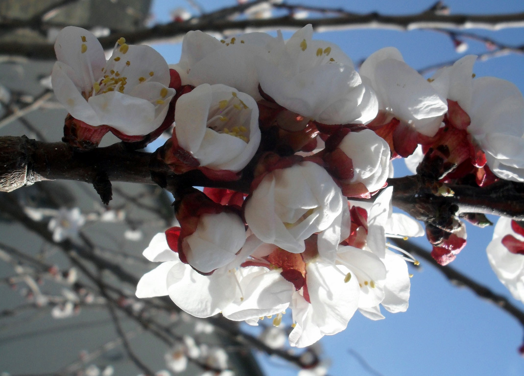 PHOTO Apricot tree...apricot blossom...blossoms...in my uncle garden