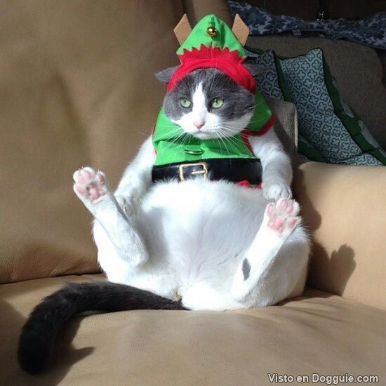 gato con cara de resignado gorro de navidad