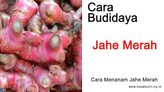 Cara Menanam Jahe Merah