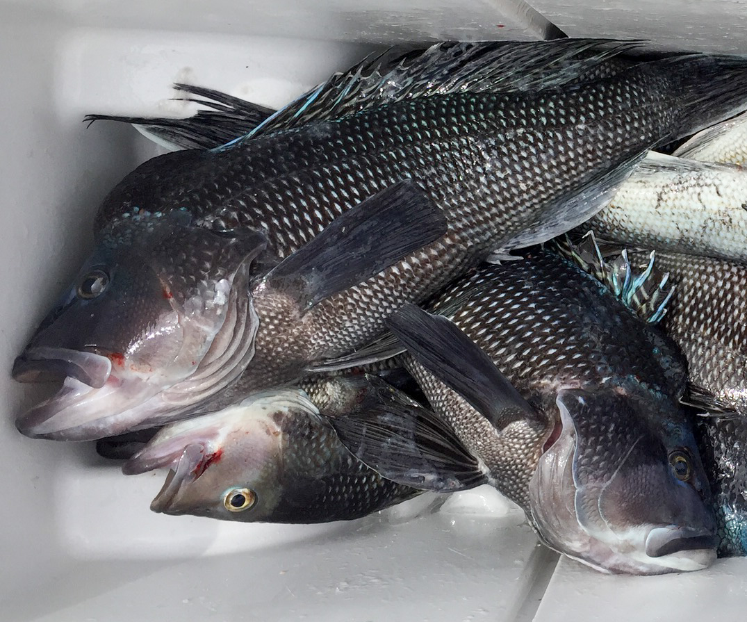 black sea bass