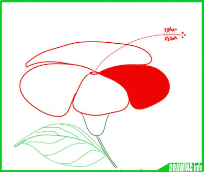 how-to-draw-hibiscus