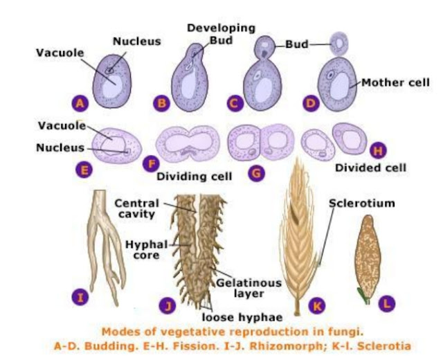 Reproduction in fungi