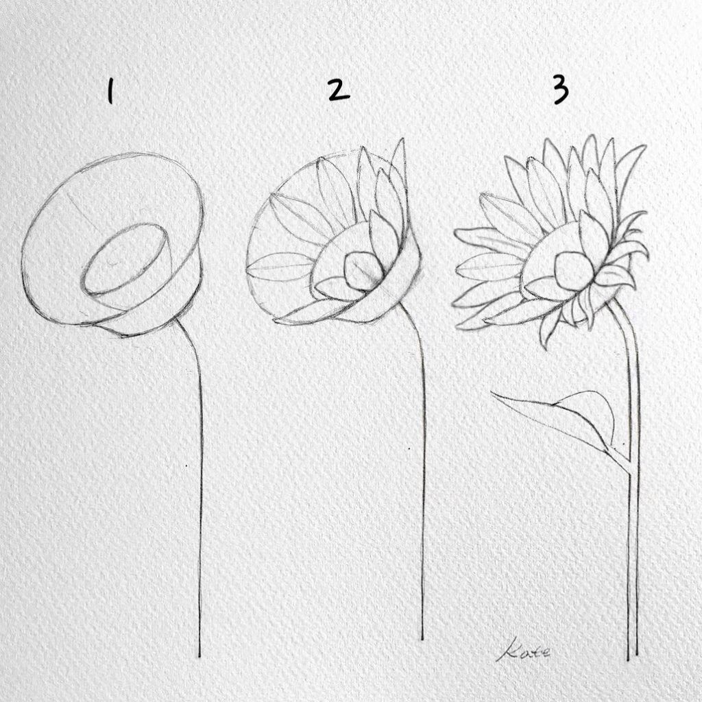 EASY FLOWER PENCIL DRAWING [STEP BY STEP] FOR BEGINNER STEP BY STEP