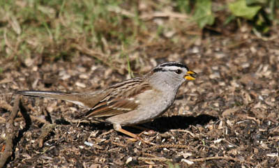 Photo of White-crowned Sparrow feeding below feeder