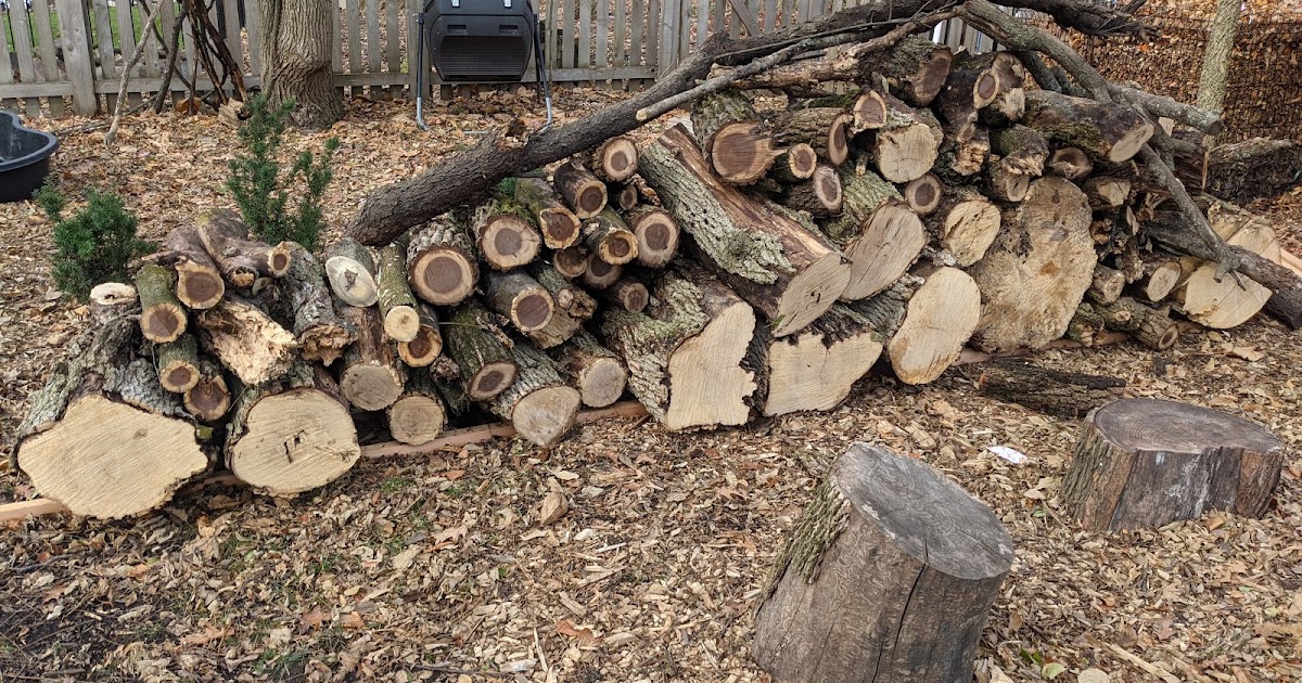 Stacked and Ready to be Processed - Ash Firewood Rounds - November 2020