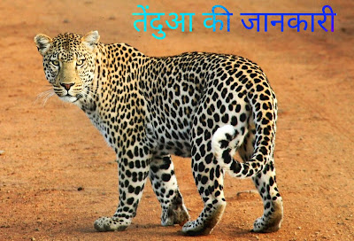 Leopard Information In Hindi तेंदुआ के बारे में जानकारी