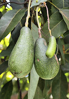 2 düzgün gelişen avokado arasında tohumsuz "cuke" denen avokado