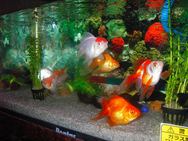 Gambar Ikan Hias Di Dalam Aquarium