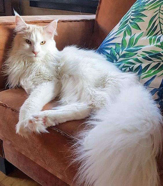 Your Maine Coon Guide