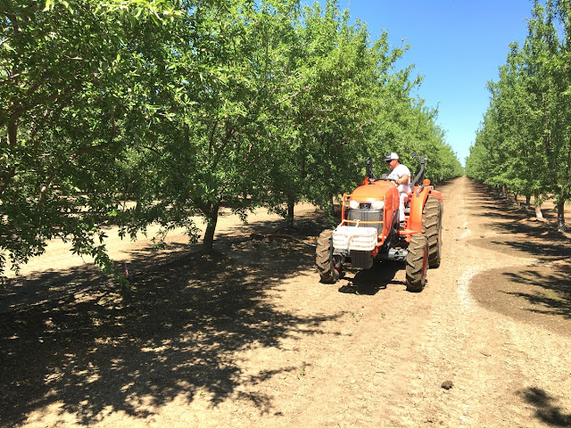 fertilizing almonds