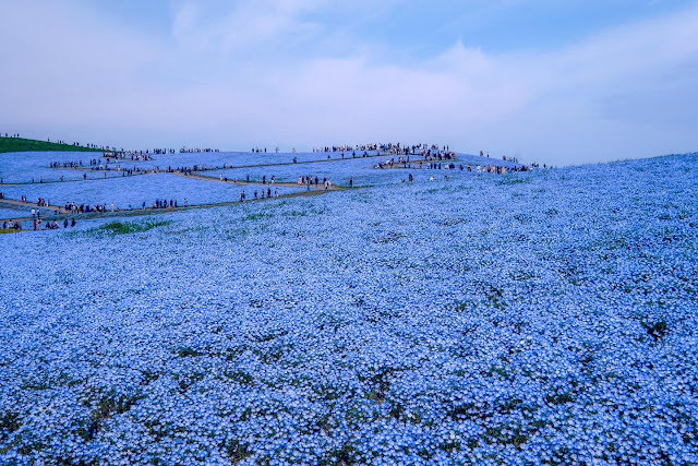Get Lost In The Fields Of Flowers Like In Europe In Japan Best
