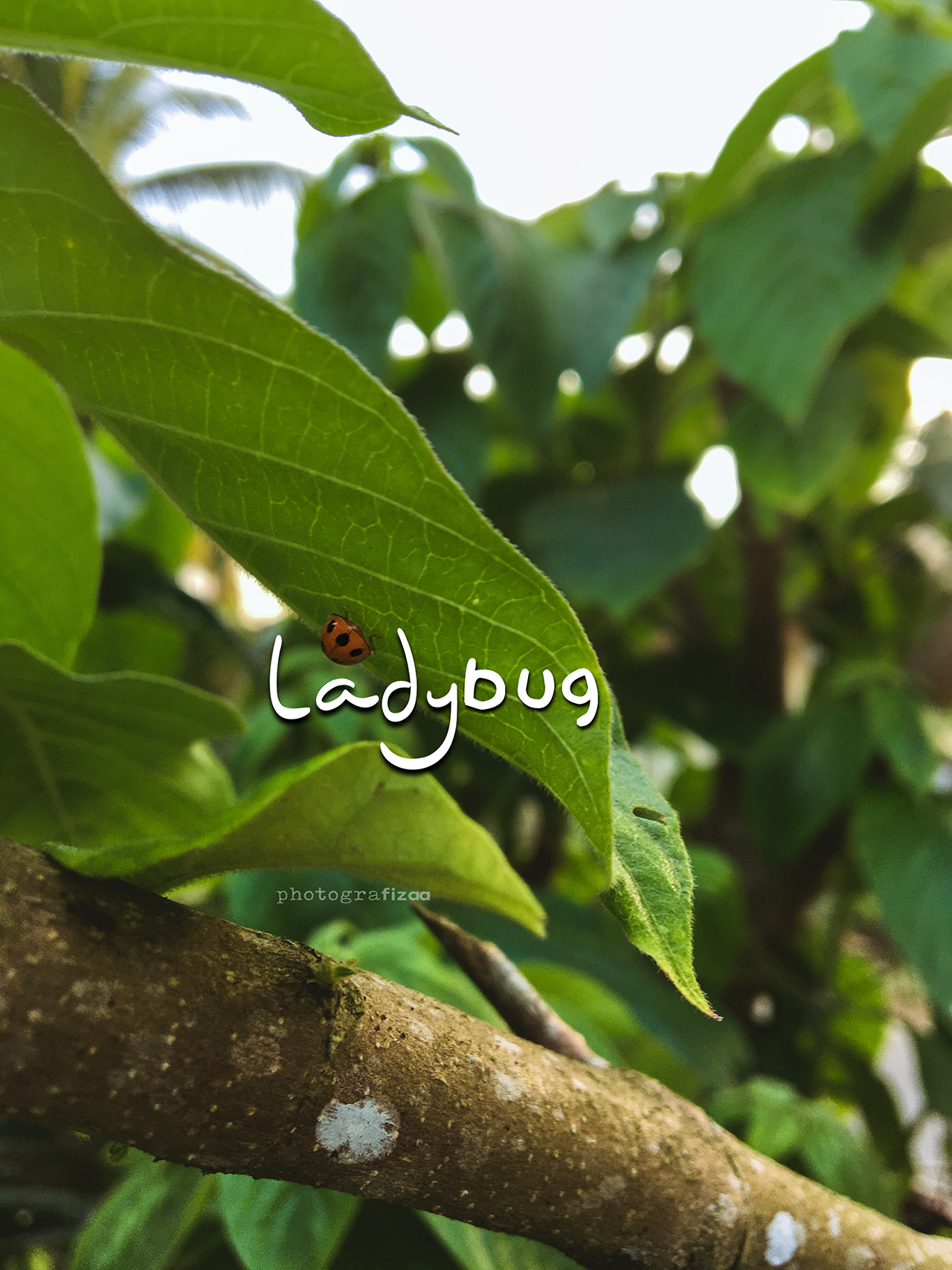Ladybug atau ladybird Ladybug atau ladybird