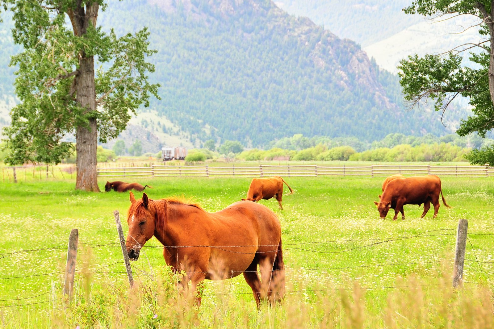Boztography+ Horse and Cows east of Missoula, MT