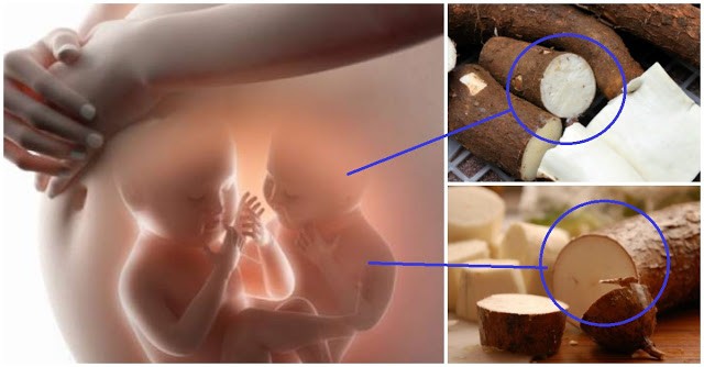 Ingin Hamil Anak Kembar? Sering-sering Makan Singkong Bayi%2BKembar