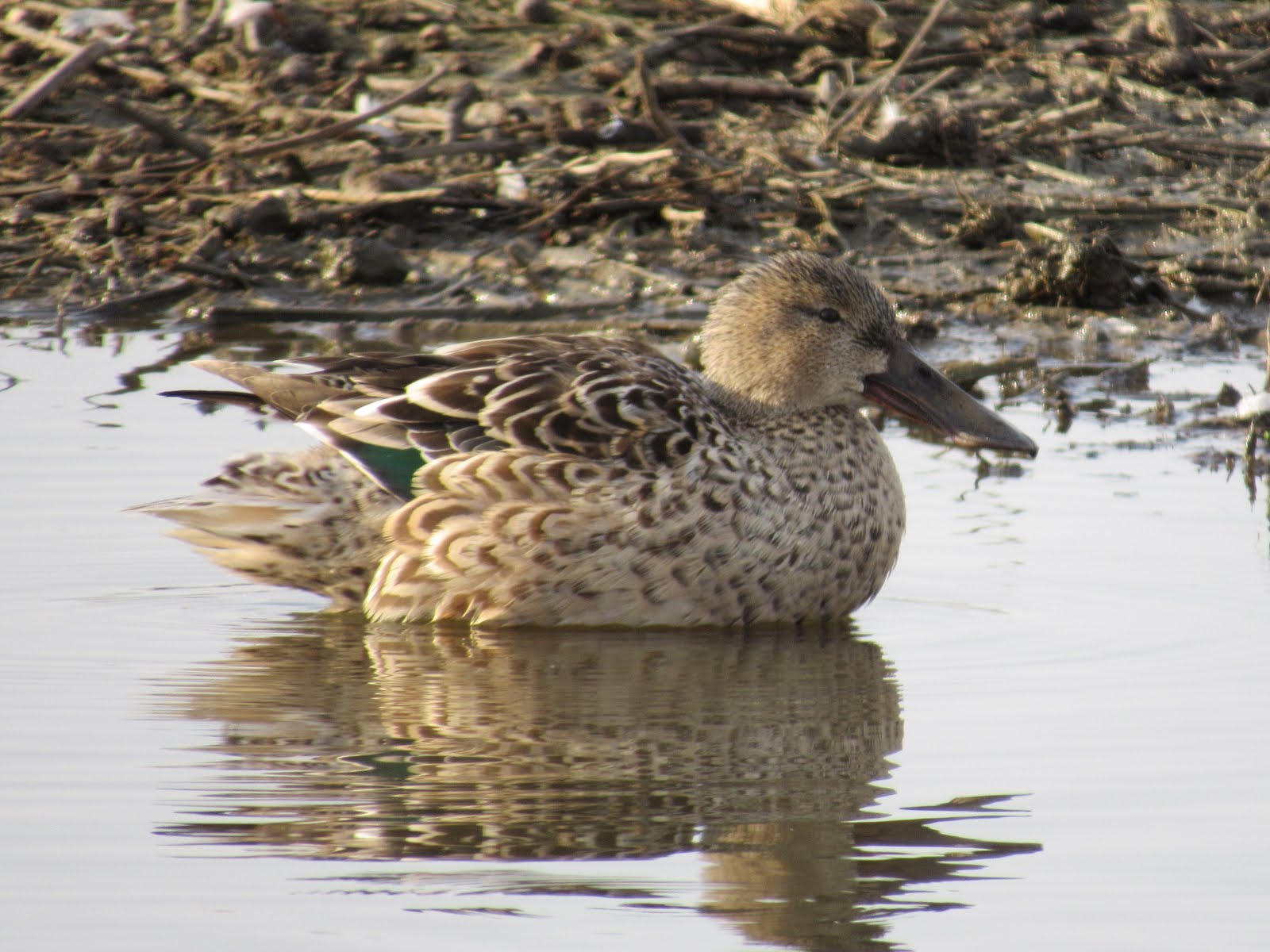 Wings and Daydreams Ducks at the Colusa National Wildlife Refuge