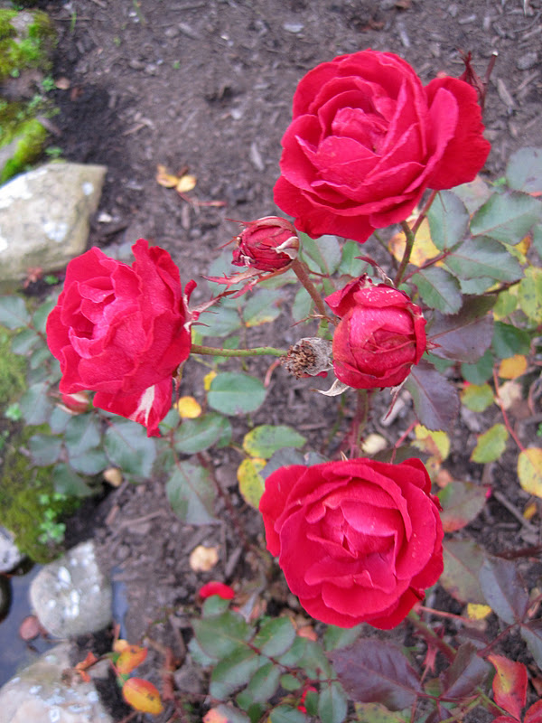 Landbohaven: Er naturen da hel af lave...