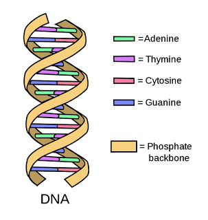 DNA IN HINDI